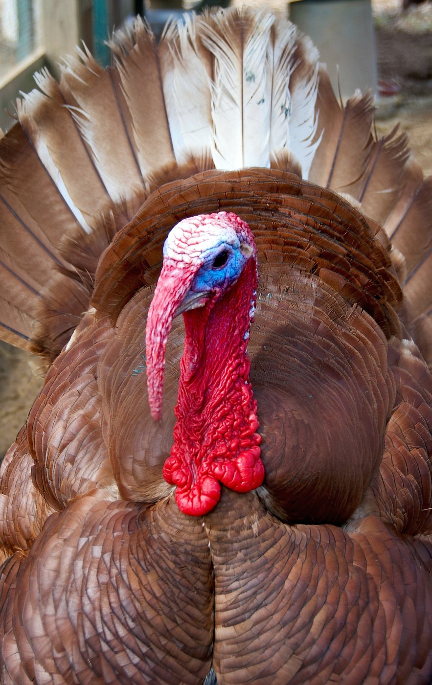 Heritage Bourbon Red turkey